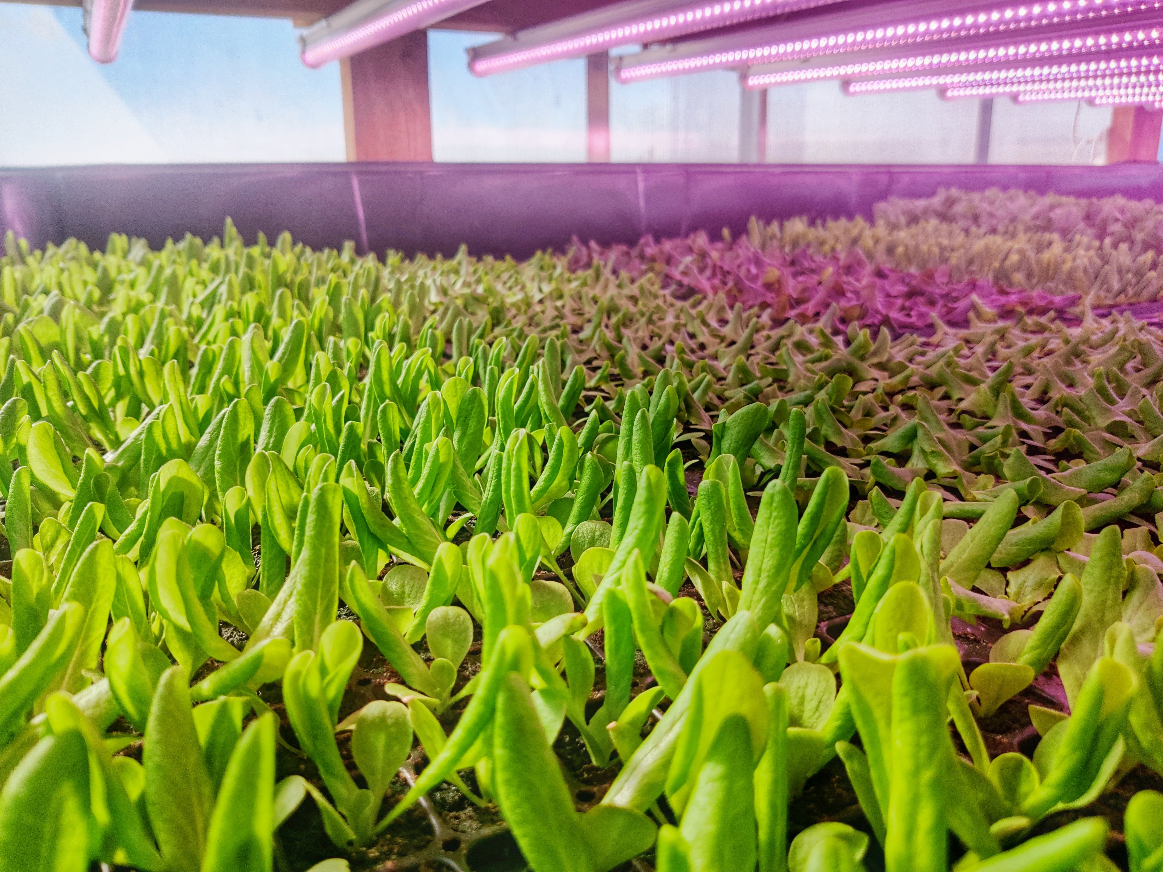 Greenhouse rows of lettuce