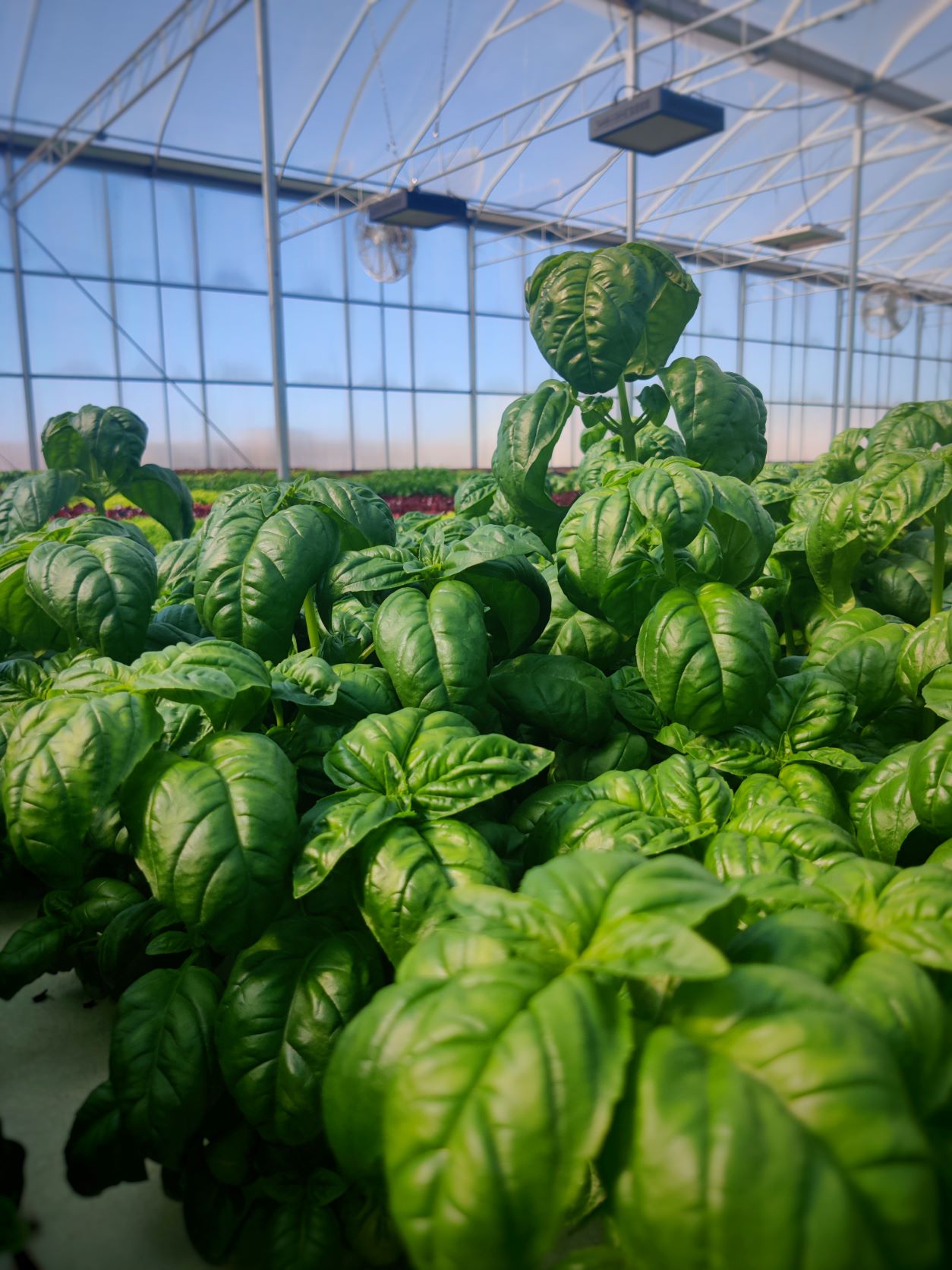 Fresh basil