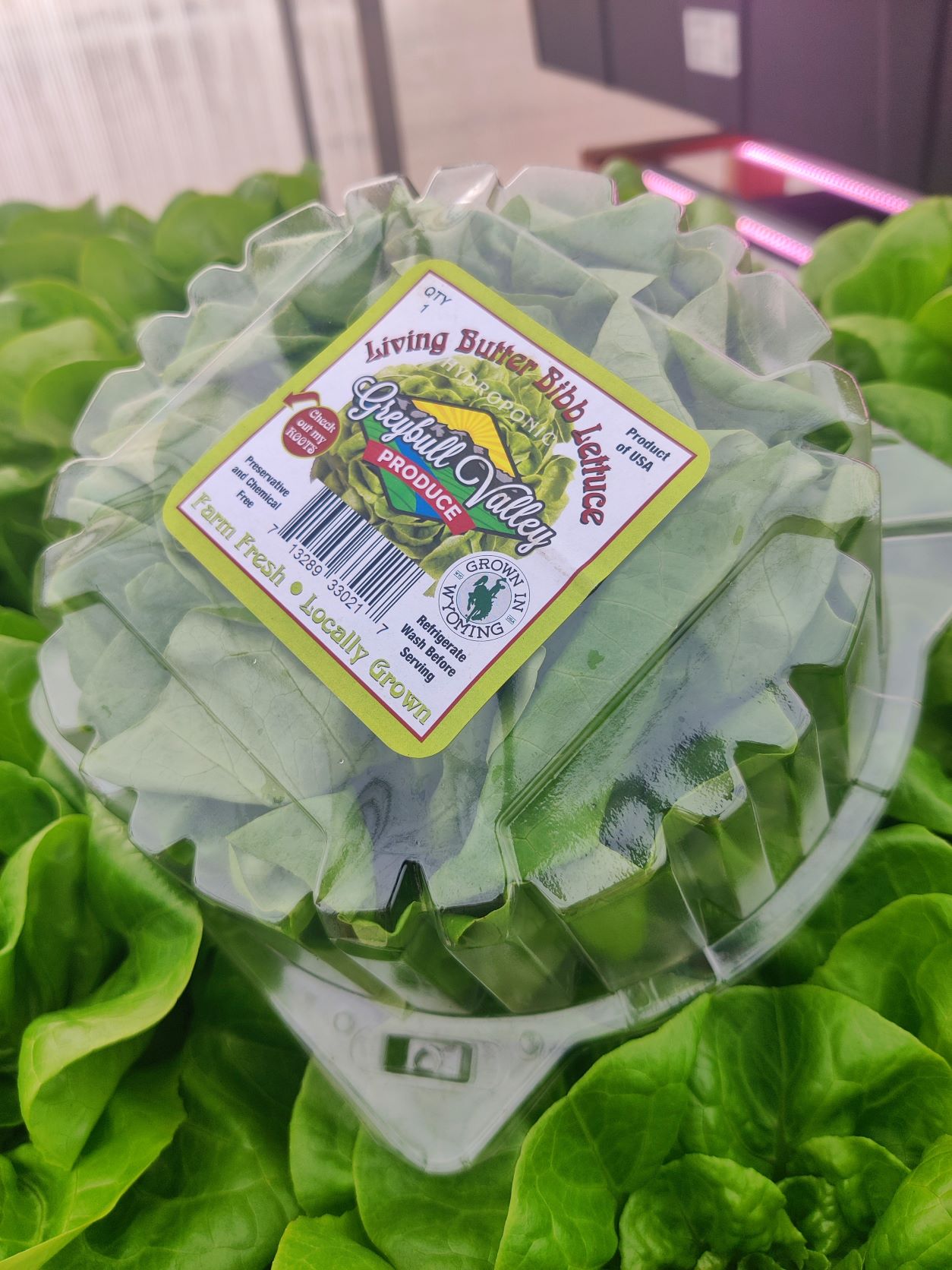 Bibb lettuce
